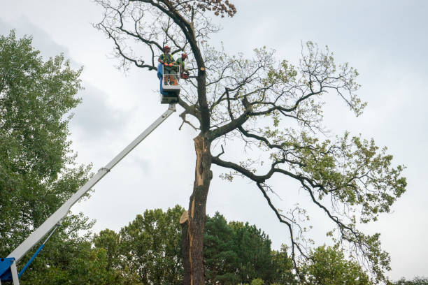 How Our Tree Care Process Works  in  Washington Park, IL