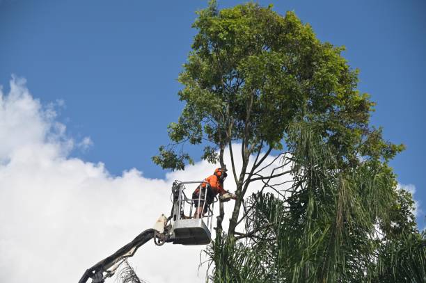 Best Fruit Tree Pruning  in Washington Park, IL