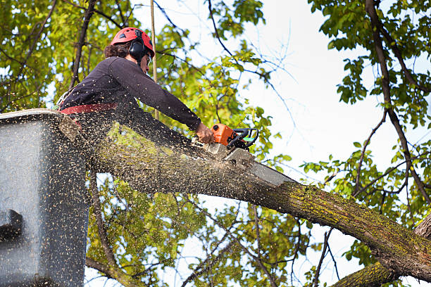 Best Tree Health Inspection  in Washington Park, IL